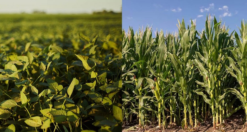 La campaña agrícola 2025/26 muestra un progreso significativo en las labores de siembra de soja y maíz