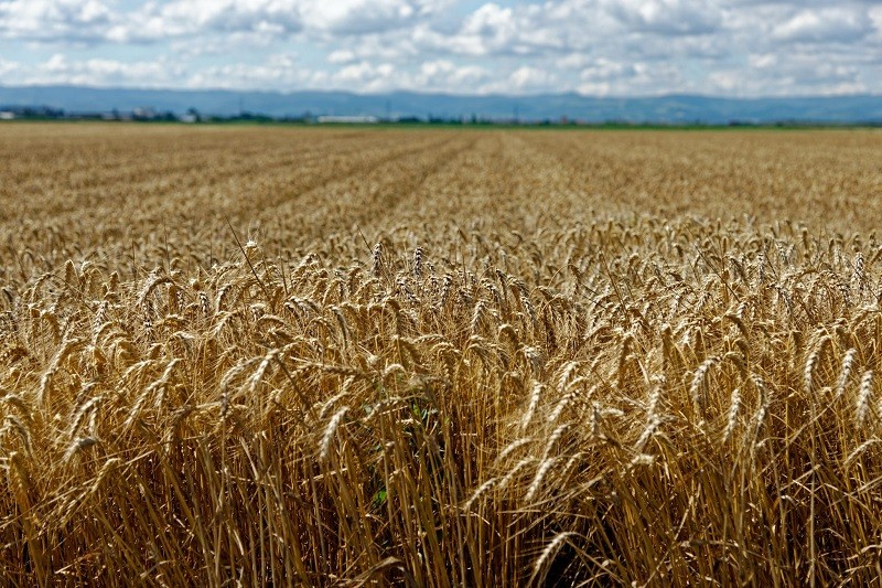 Trigo en alza, soja en problemas, el clima redefine la campaña