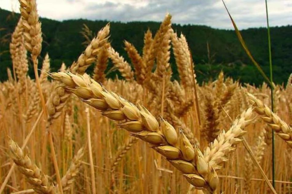 Descubrimiento del INTA que posibilita aumentar la producción de trigo.