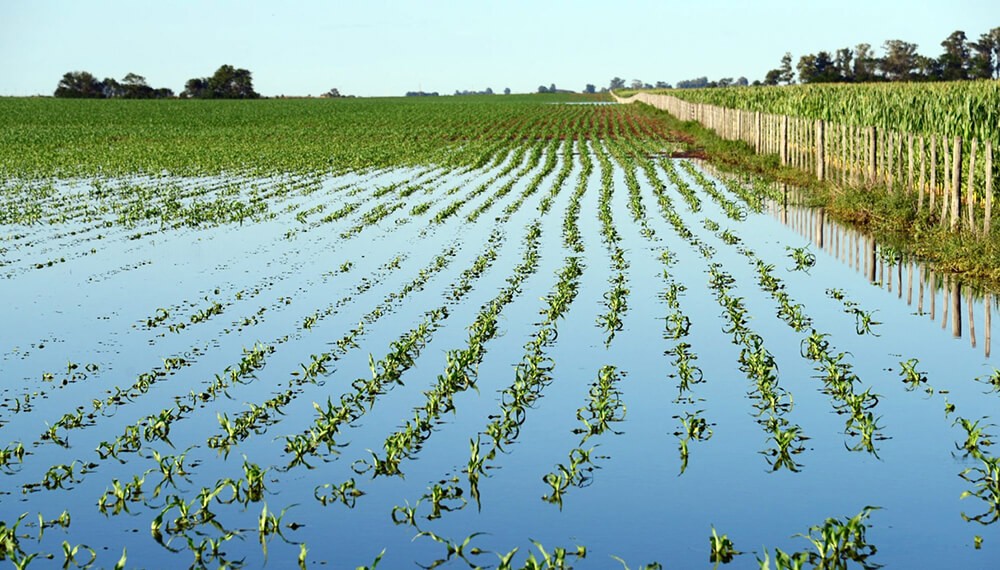 La soja bajo el agua