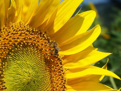 Los riesgos de los agroquímicos para las abejas.