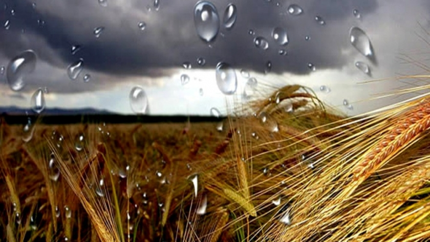 La lluvia frena la siembra de trigo y cambia los planes en el campo