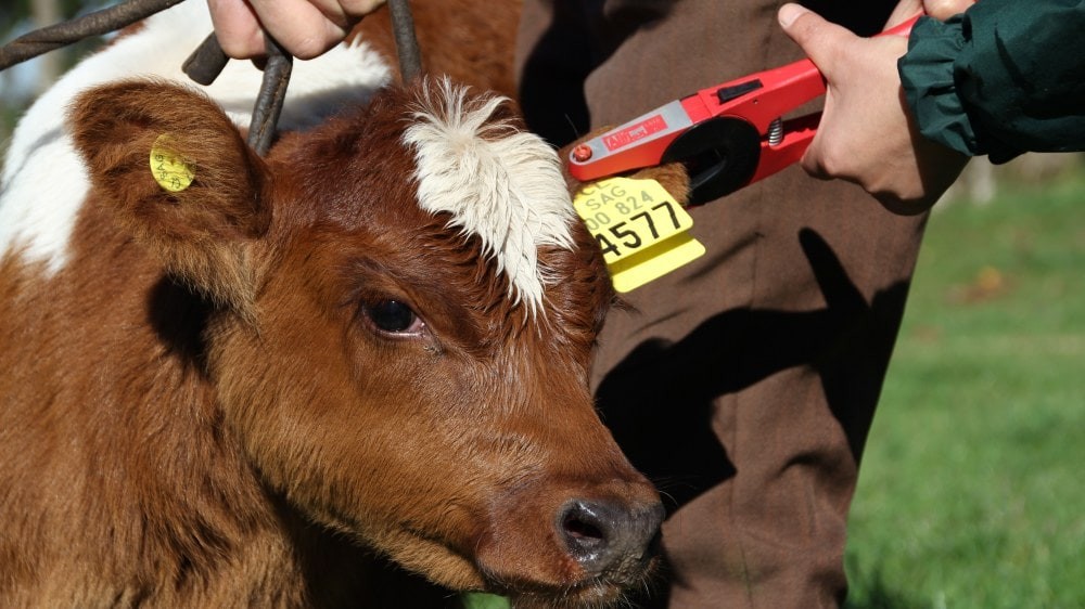 Trazabilidad electrónica animal.