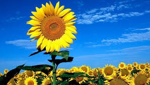 El girasol con viento a favor.