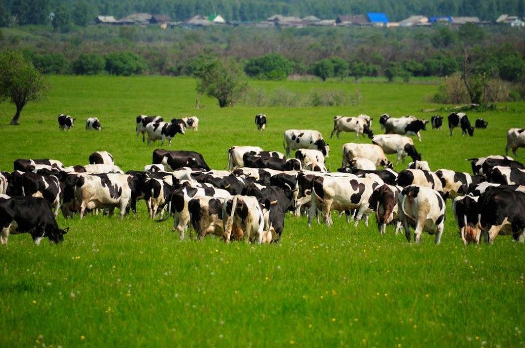 Suba del 12%, el stock de vacas lecheras también mostró una recuperación significativa en la producción.