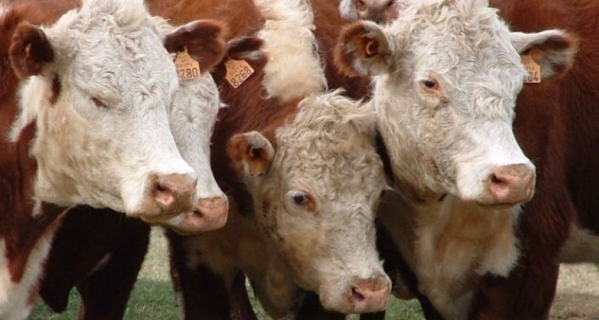 Argentina se desmarca con subas en el Novillo Mercosur