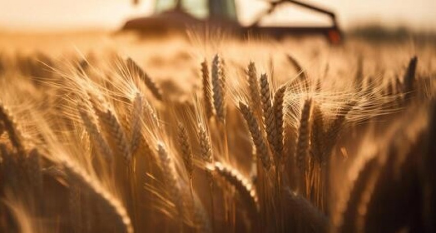 Cosecha de trigo 2025/26 se perfila como histórica.