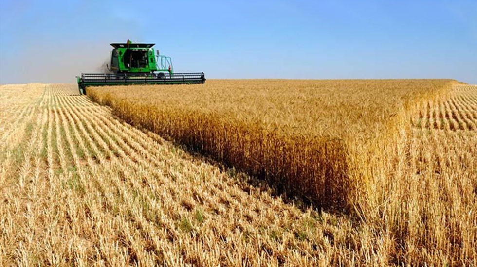 Cosecha de trigo y siembra de gruesa avanzan con ritmos irregulares.
