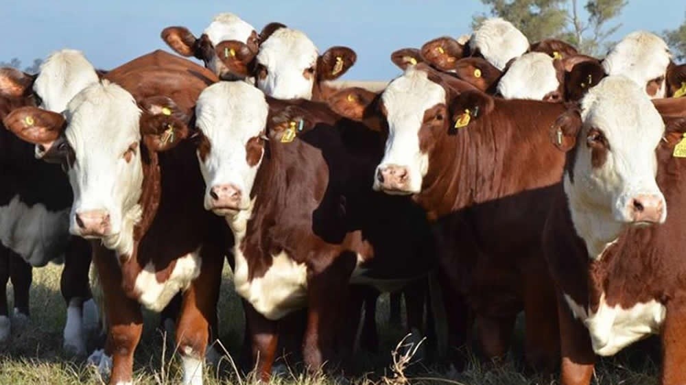 Uruguay consolida novillos más pesados y marca una señal al mercado