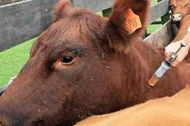 Nuevas vacunas para brucelosis