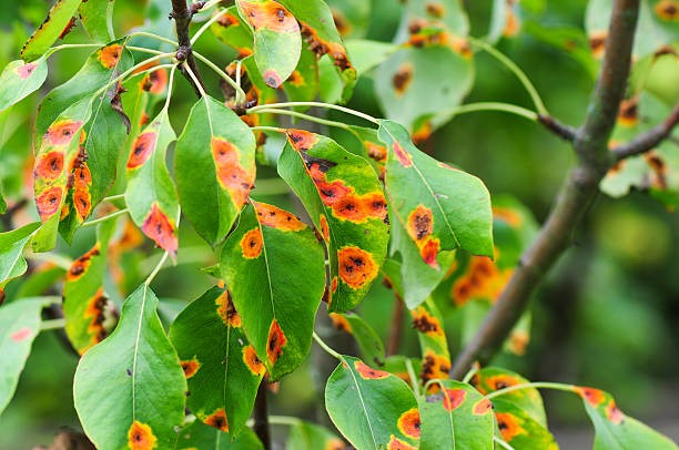 Productores de Mendoza, en alerta por la reaparición de la roya del ciruelo.