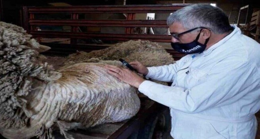 Alerta en la Patagonia por brotes de sarna ovina, piden acción urgente al SENASA.