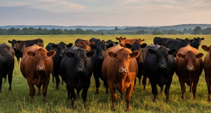 Mercado en tensión por falta de hacienda