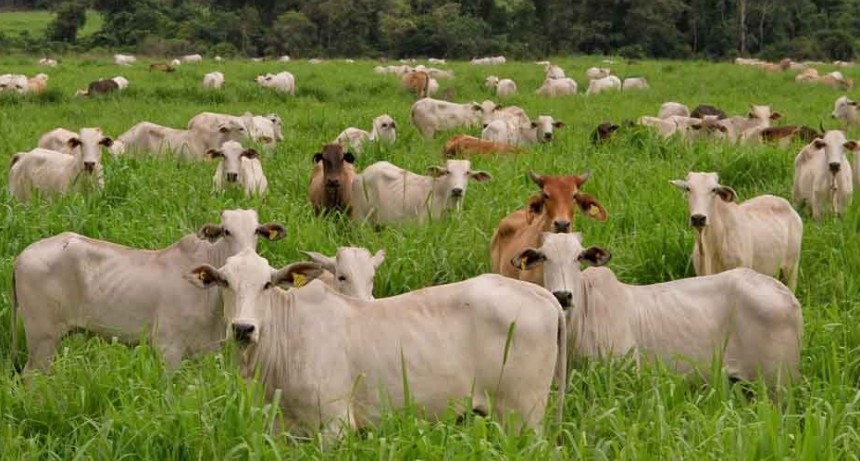 Brasil ajusta su producción mientras crecen las ventas externas