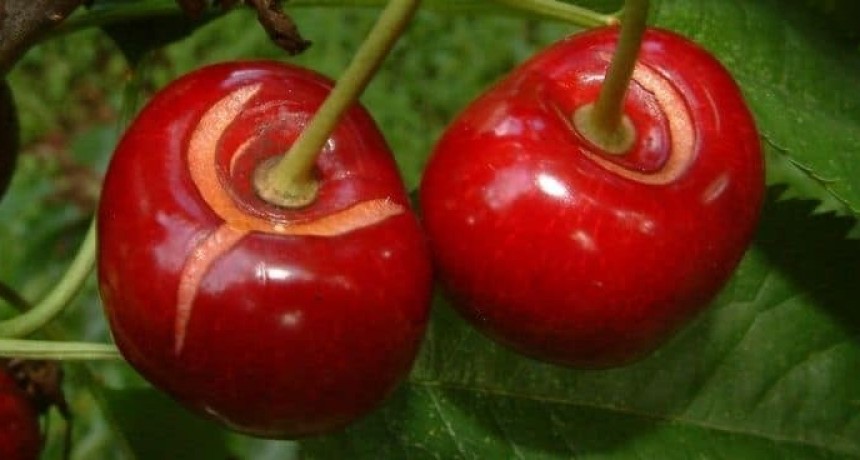  Granizo destruyó más del 30% de la cosecha de cerezas en la cuna de la fruta.