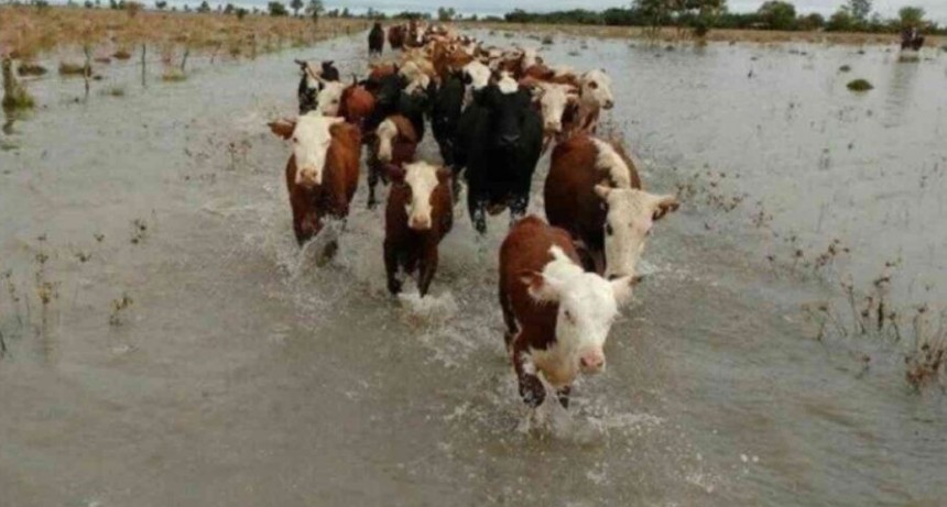 Catástrofe en 9 de Julio, pérdidas millonarias y campos anegados.