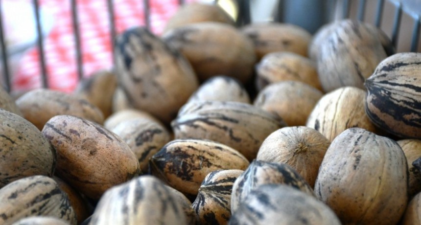 La nuez pecán argentina desembarca en China.