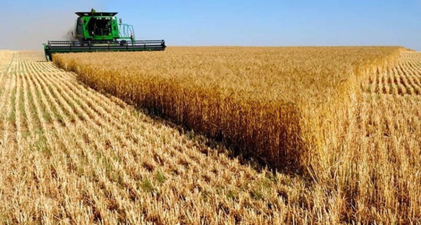 Cosecha de trigo y siembra de gruesa avanzan con ritmos irregulares.