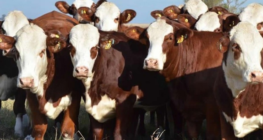 Uruguay consolida novillos más pesados y marca una señal al mercado