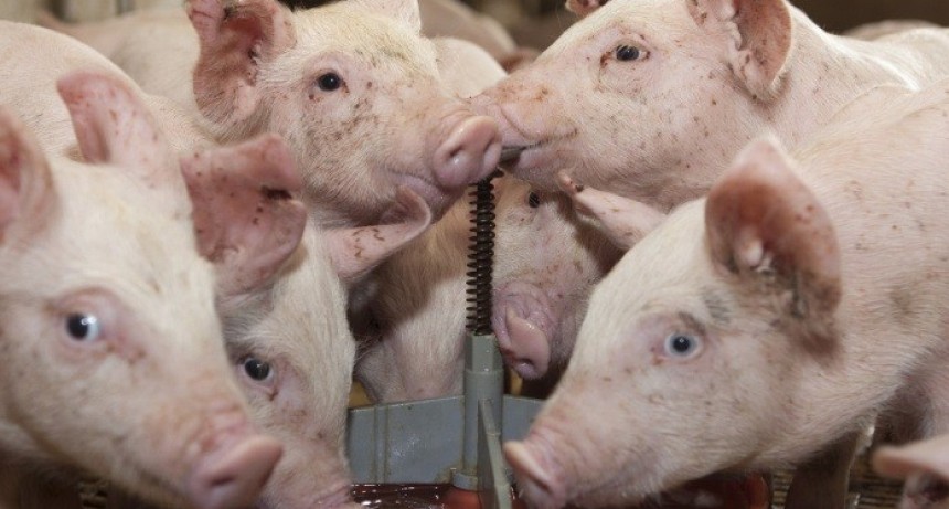 Argentina refuerza el bloqueo a productos porcinos de riesgo