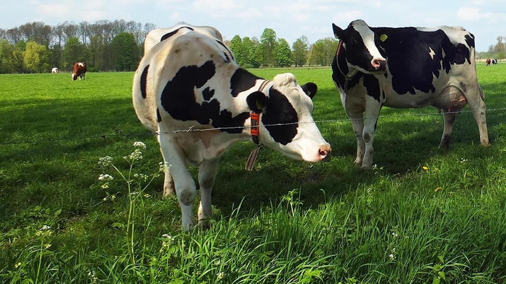 Precios a tamberos se mantendrían estables durante la primavera.