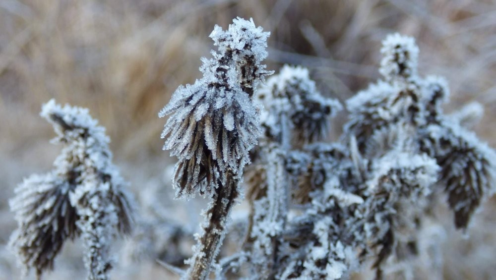 Alerta por heladas: un frente frío amenaza los cultivos.