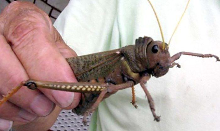 Senasa declara alerta preventiva por la plaga de tucura sapo.