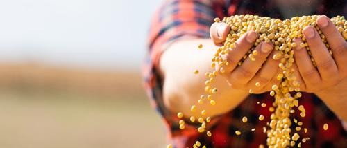 Soja “libre de deforestación”: la relación costo-beneficio puede ser favorable para el productor.