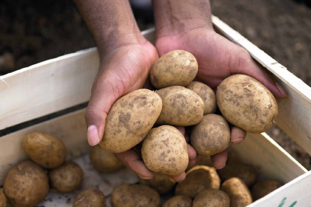 Productores de Traslasierra adoptan el riego por goteo subterráneo para la papa.