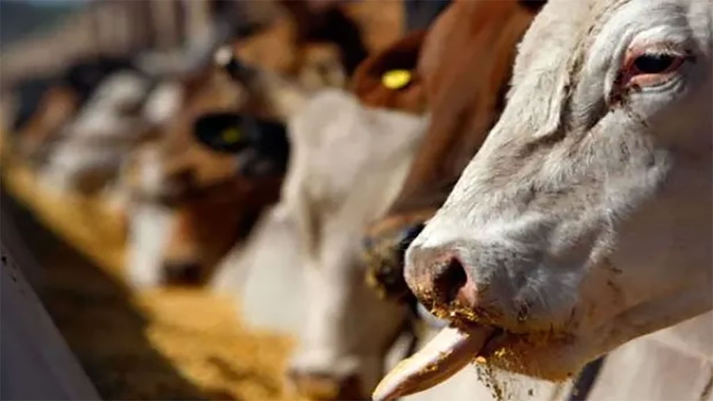 Diarrea viral bovina, más que diarrea, un problema reproductivo mayor.