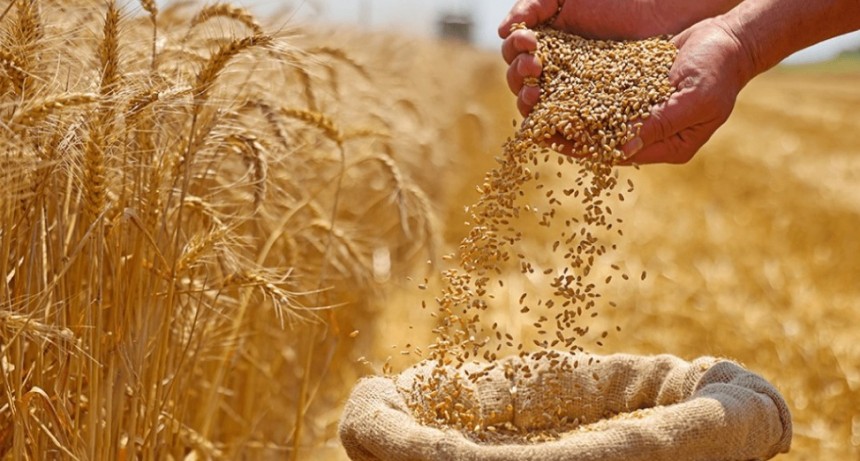 Argentina se acerca a una cosecha histórica de trigo pese a la caída global de precios