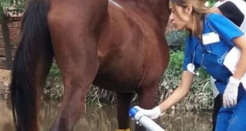 Alerta por encefalomielitis equina: las altas temperaturas aumentan el peligro.