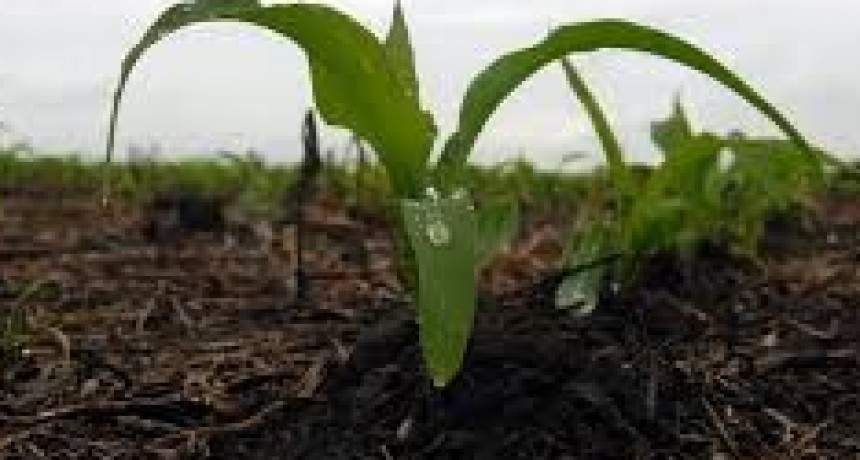 Aunque la presencia de la chicharrita es mínima, el monitoreo sigue siendo crucial.