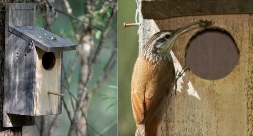 Control de plagas, la ayuda inesperada de las aves.