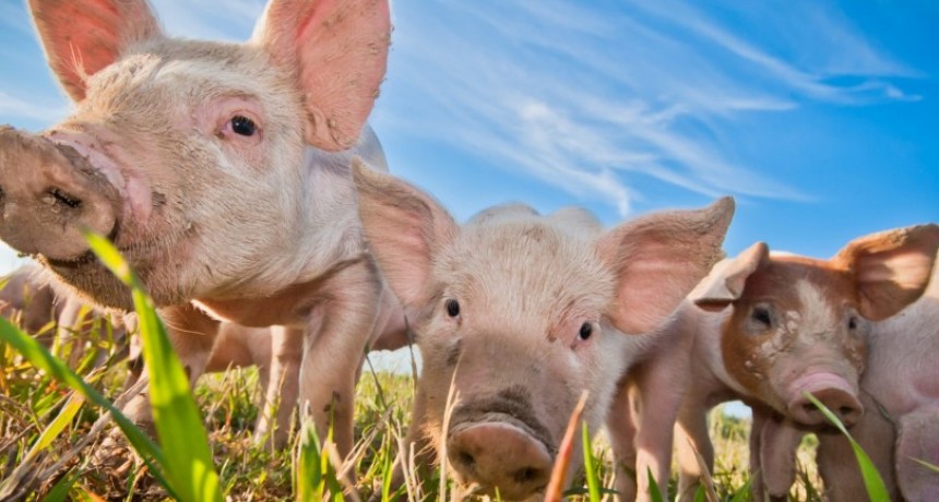 Productores de cerdo alertan por subida de importaciones y denuncian competencia desleal.