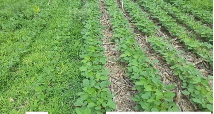 Siembra de soja: alerta por el avance de las malezas resistentes.