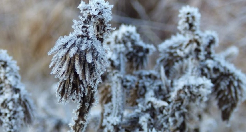 Alerta por heladas: un frente frío amenaza los cultivos.