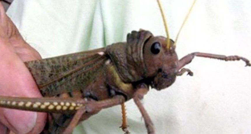 Senasa declara alerta preventiva por la plaga de tucura sapo.