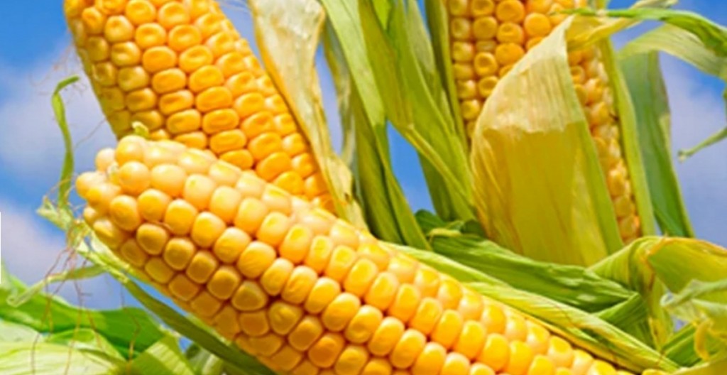 Hacia una cosecha histórica, el maíz temprano desafía la inflación y la reforma fiscal.