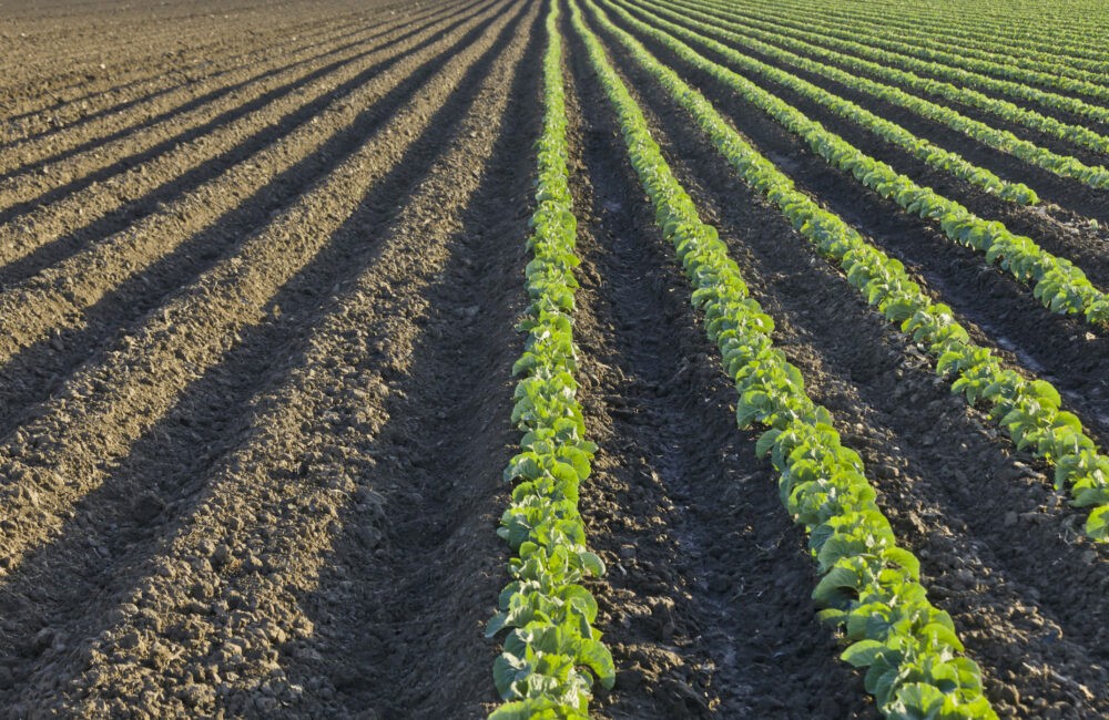 ¿Es el barbecho la mejor estrategia para almacenar agua?.