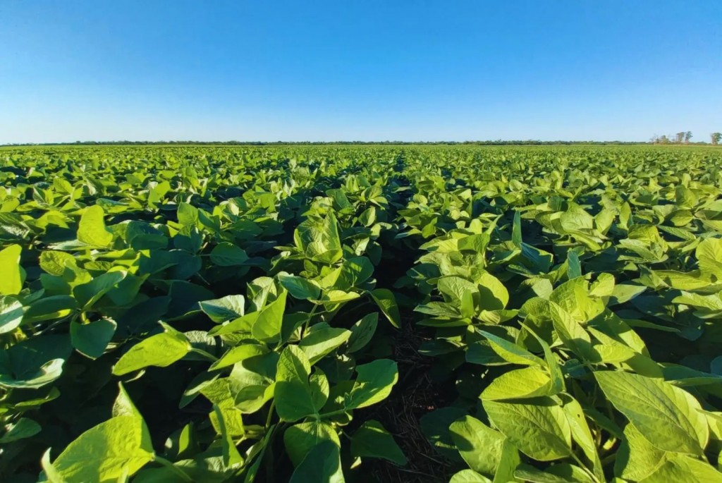  Fertilización con efluentes porcinos, logran un salto de 1.900 kg/ha en el rinde de soja.
