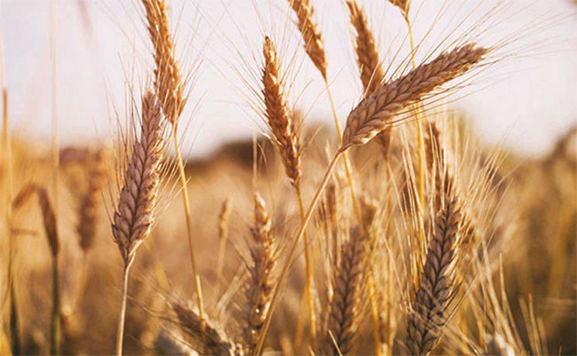 Agroexportaciones, el mejor desempeño de los últimos 10 años se registró en noviembre.