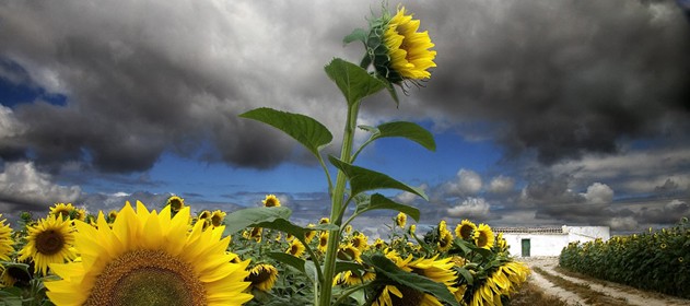 Girasol, los primeros lotes trillados en el norte santafesino arrojan resultados prometedores.