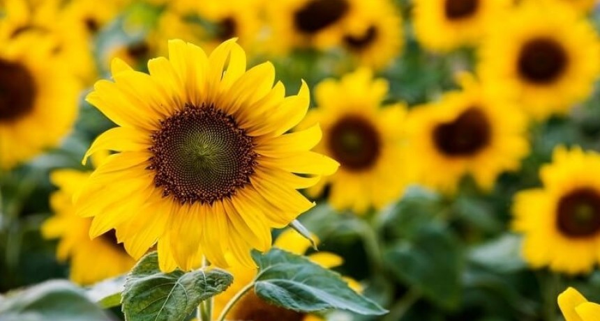 El girasol impulsa inversiones estratégicas