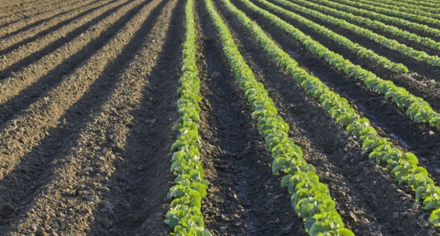 ¿Es el barbecho la mejor estrategia para almacenar agua?.