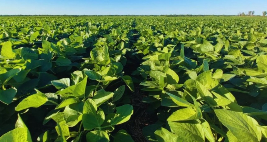  Fertilización con efluentes porcinos, logran un salto de 1.900 kg/ha en el rinde de soja.