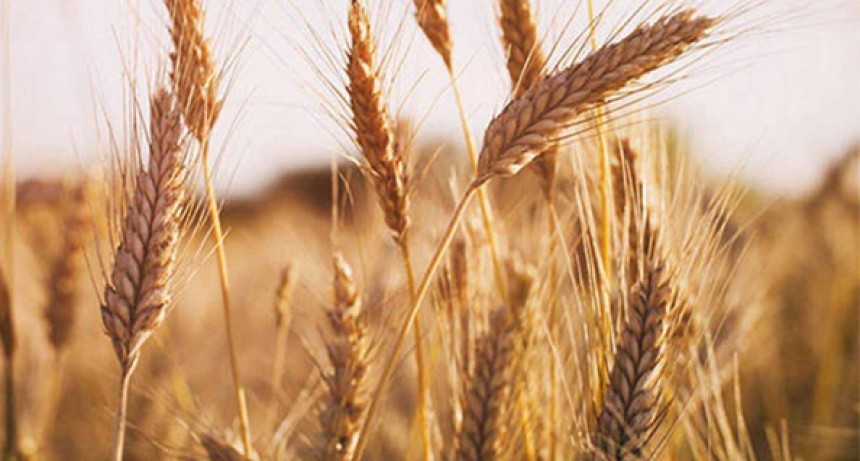 Agroexportaciones, el mejor desempeño de los últimos 10 años se registró en noviembre.