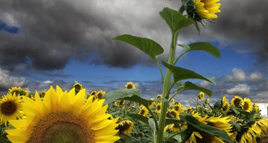 Girasol, los primeros lotes trillados en el norte santafesino arrojan resultados prometedores.