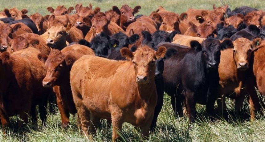 La invernada recuperó rentabilidad